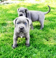 Cane Corso