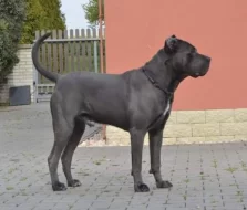 Cane Corso