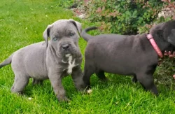 Cane Corso