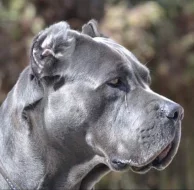 Cane Corso