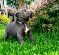 Cane Corso