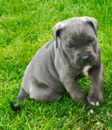 Cane Corso