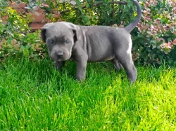 Cane Corso