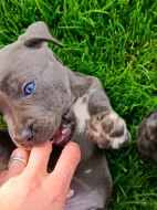 Cane Corso