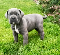 Cane Corso