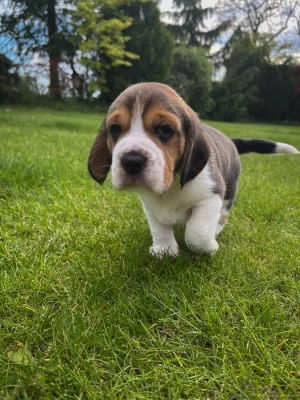 Tricolorní pejsek Beagle s PP