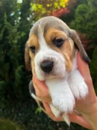 Tricolorní pejsek Beagle s PP