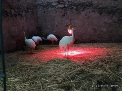 Nandu pampový kuřata bílá forma - Rhea americana