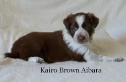 Border collie štěnata s PP