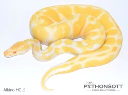 ŽIVÁ EXOTIKA 18.5.24 - Krajta královská (Python regius)