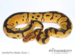 ŽIVÁ EXOTIKA 18.5.24 - Krajta královská (Python regius)