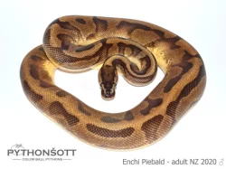 ŽIVÁ EXOTIKA 18.5.24 - Krajta královská (Python regius)