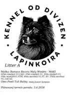 Lapinkoira