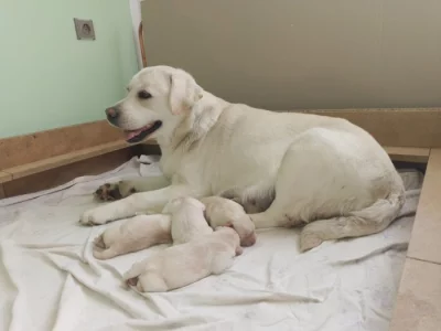 Štěňata Labradorského retrívra