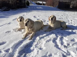 Štěňata Labradorského retrívra