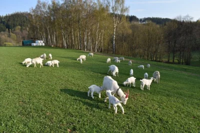 Prodám letošní kozlíky na výpas, kastrovaní, plemeno česká bílá krátkosrstá, ekologický chov, odběr ihned, doprava možná. cena rozumná dohodou dle poč