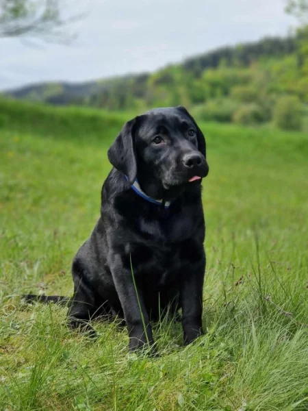 Labradorský retrívr- černá štěňátka s pp