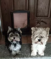 Yorkshire Terrier Spalter