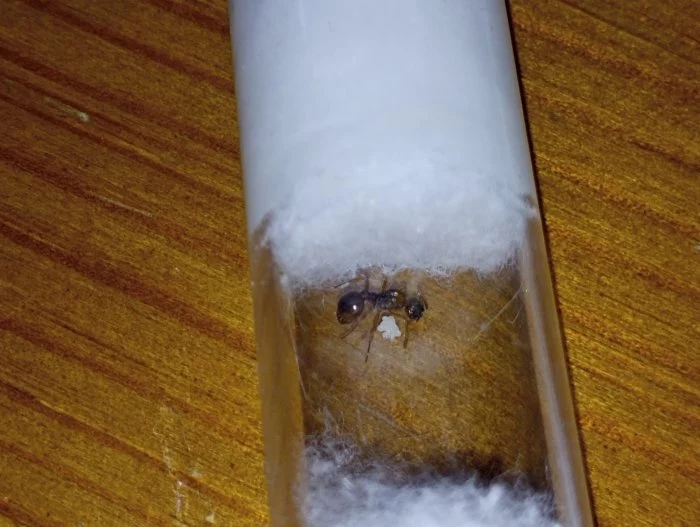Mravenec žahavý (Myrmica sp.)