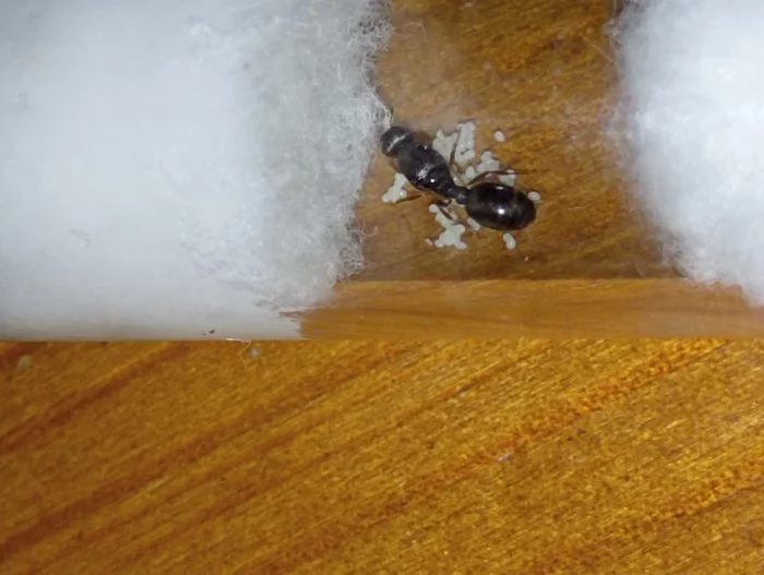 Mravenec drnový (Tetramorium cf. caespitum)