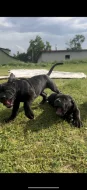 Americký Bandog