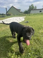 Americký Bandog