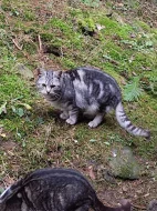Kočka typ whiskas