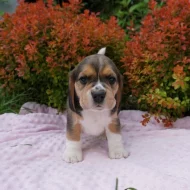 Bígl Beagle štěňátka