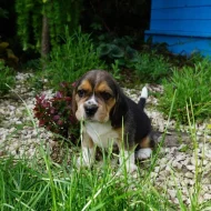 Bígl Beagle štěňátka