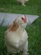 Faverolka zdrobnělá kuřata