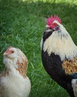 Faverolka zdrobnělá kuřata