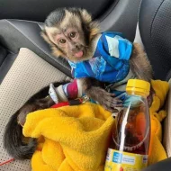 Kapucín a marmoset opice schválený společností Google. whatsapp me na: +44 7453 907158