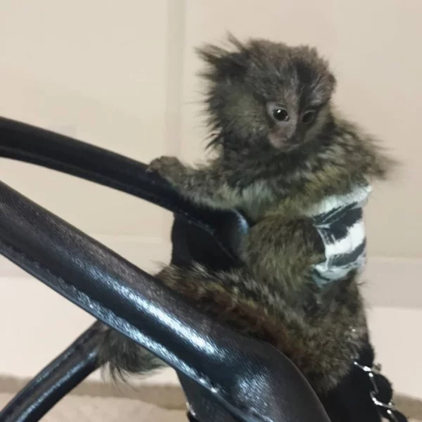 Kapucín a marmoset opice schválený společností Google. whatsapp me na: +44 7453 907158