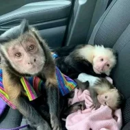 Kapucín a marmoset opice schválený společností Google. whatsapp me na: +44 7453 907158