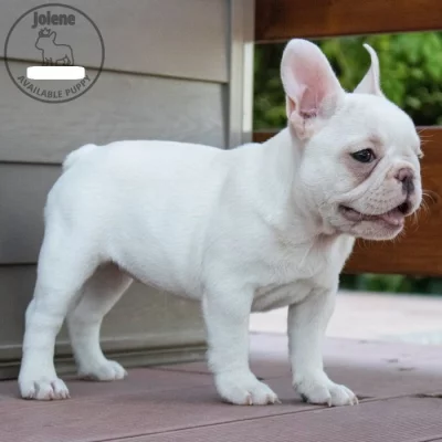 Štěňata francouzského buldočka AKC