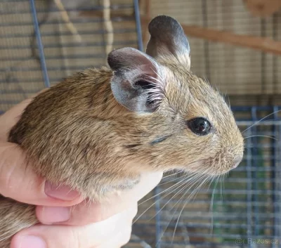 Osmak degu