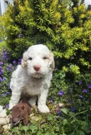 Prodej štěňátka Italský vodní pes (Lagotto Romagnolo)