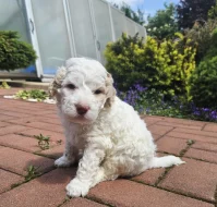 Prodej štěňátka Italský vodní pes (Lagotto Romagnolo)