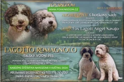 Prodej štěňátka Italský vodní pes (Lagotto Romagnolo)