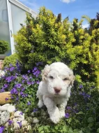 Prodej štěňátka Italský vodní pes (Lagotto Romagnolo)