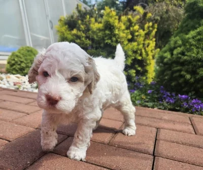 Prodej štěňátka Italský vodní pes (Lagotto Romagnolo)