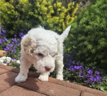 Prodej štěňátka Italský vodní pes (Lagotto Romagnolo)