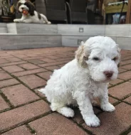 Prodej štěňátka Italský vodní pes (Lagotto Romagnolo)