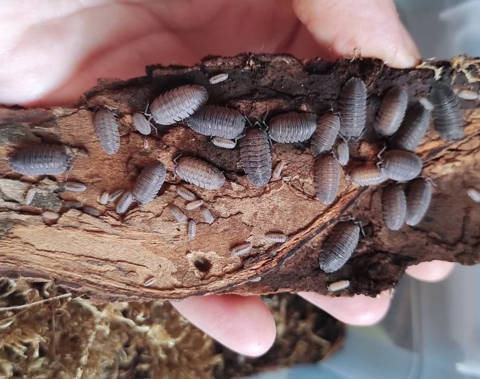 Armadillidium peraccae