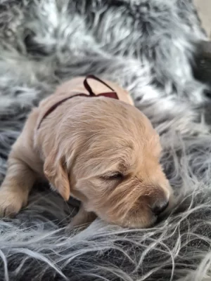 Golden retriever s průkazem  původu