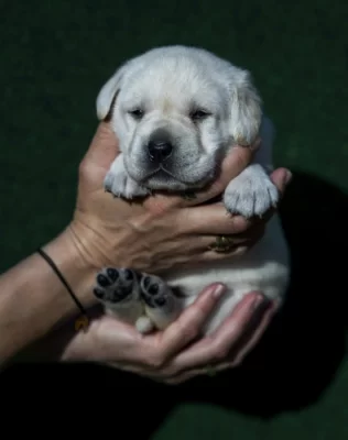 Labradorský retriever s PP