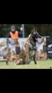 Štěně belgického ovčáka malinois s průkazem původu