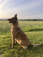 Štěně belgického ovčáka malinois s průkazem původu