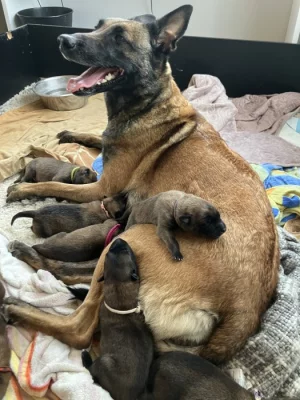 Štěně belgického ovčáka malinois s průkazem původu