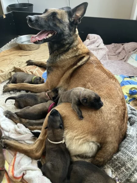 Štěně belgického ovčáka malinois s průkazem původu